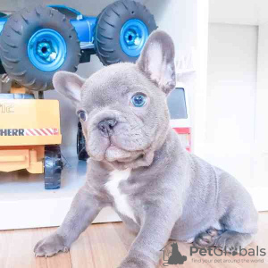 Photo №4. Je vais vendre bouledogue en ville de Leeuwarden. éleveur - prix - négocié