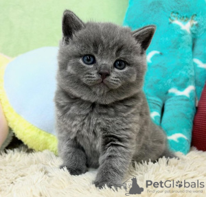 Photo №3. British Shorthair Gris Mâle et Femelle Race à vendre. USA