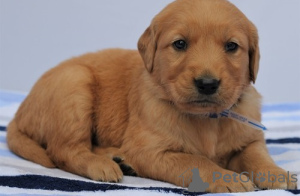 Photo №1. golden retriever - à vendre en ville de Бохум | 550€ | Annonce №127119