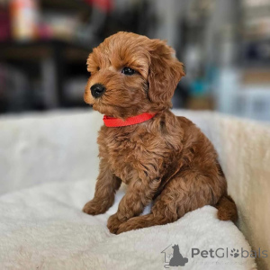 Photo №4. Je vais vendre caniche (jouet) en ville de Ohio. éleveur - prix - négocié