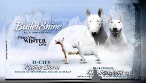 Photo №2 de l'annonce № 17841 de la vente bull terrier - acheter à Fédération de Russie de la fourrière