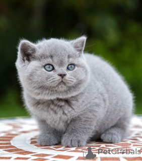 Photo №2 de l'annonce № 176647 de la vente british shorthair - acheter à Australie annonce privée