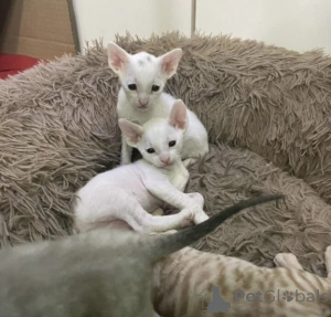 Photo №1. cornish rex - à vendre en ville de Kassel | 350€ | Annonce № 177599