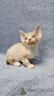 Photo №2 de l'annonce № 141863 de la vente devon rex - acheter à Luxembourg 
