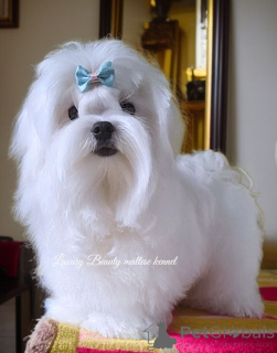 Photo №2 de l'annonce № 158997 de la vente bichon maltais - acheter à Ukraine de la fourrière