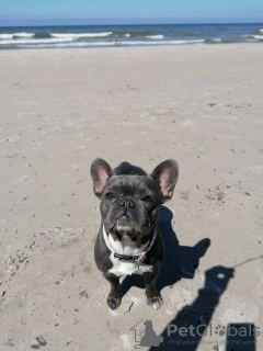 Photos supplémentaires: Chiots du Bouledogue Français Kennel Club