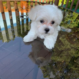Photo №2 de l'annonce № 168162 de la vente bichon maltais - acheter à Grèce annonce privée