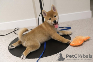 Photo №1. shiba - à vendre en ville de Plovdiv | négocié | Annonce №48000