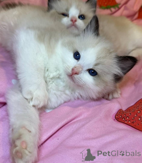 Photo №1. ragdoll - à vendre en ville de Fracasse | 750€ | Annonce № 153034