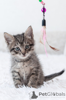 Photo №2 de l'annonce № 150133 de la vente  - acheter à Fédération de Russie 