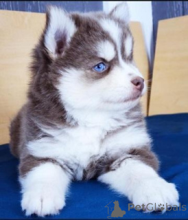 Photo №1. husky de sibérie - à vendre en ville de Aacheur | négocié | Annonce №167342