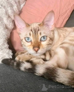 Photo №1.  - à vendre en ville de Indiana | 531€ | Annonce № 147420