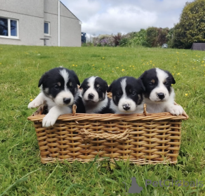 Photo №1. border collie - à vendre en ville de Paphos | négocié | Annonce №168873