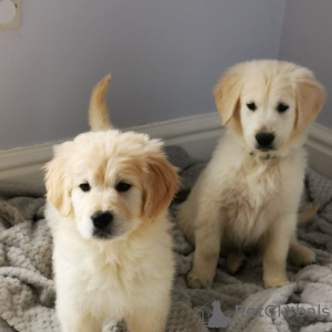 Photo №3. Pot (toilettes) Chiots Golden Retriever dressés disponibles maintenant à la. Allemagne