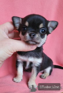 Photo №3. Chihuahua fille. Fédération de Russie