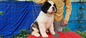 Photo №1. saint-bernard - à vendre en ville de Galaali | négocié | Annonce №169894