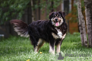 Photo №2 de l'annonce № 92772 de la vente chien bâtard - acheter à Fédération de Russie annonce privée