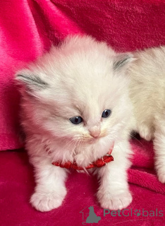 Photo №1. ragdoll - à vendre en ville de Wiener Neustadt | 100€ | Annonce № 143522