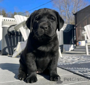 Photo №1. labrador retriever - à vendre en ville de Berlin | 1200€ | Annonce №138910