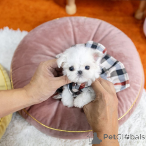 Photo №2 de l'annonce № 162885 de la vente  - acheter à Hong Kong 