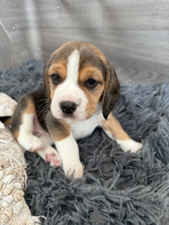 Photo №1. beagle - à vendre en ville de Weiswampach | négocié | Annonce №169213