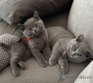 Photo №3. Chatons British Shorthair très charmants disponibles à la vente. La Grande-Bretagne
