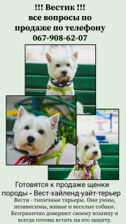 Photo №4. Je vais vendre west highland white terrier en ville de Odessa. annonce privée - prix - 448€