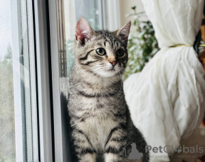 Photos supplémentaires: Le charmant chaton rayé Lyolik est à la recherche d'un foyer et d'une famille