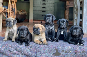 Photo №1. cane corso - à vendre en ville de Uskavagh | négocié | Annonce №120577