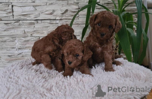 Photos supplémentaires: Chiots caniche rouge jouet à vendre