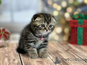 Photo №1. scottish fold - à vendre en ville de New york | 265€ | Annonce № 100497