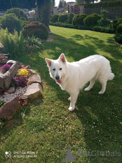 Photo №1. berger blanc suisse - à vendre en ville de Targowiska | 850€ | Annonce №106388