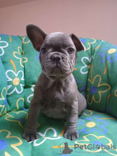 Photo №1. bouledogue - à vendre en ville de Ostrava | Gratuit | Annonce №83173