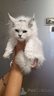Photo №2 de l'annonce № 156650 de la vente maine coon - acheter à Allemagne éleveur