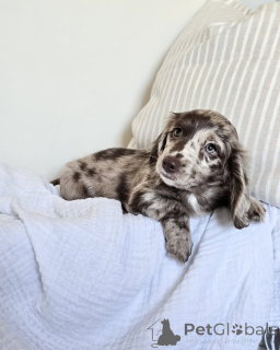 Photo №1. chien bâtard - à vendre en ville de Arrondissement de Berchtesgaden-Campagne | 750€ | Annonce №152208