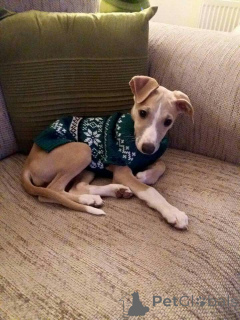 Photo №1. lévrier whippet - à vendre en ville de Aizlingen | 500€ | Annonce №157825