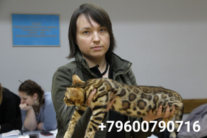Photo №3. Très beau chat affectueux du Bengale. Fédération de Russie