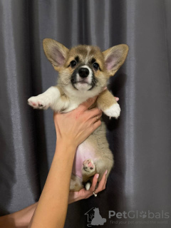 Photo №4. Je vais vendre welsh corgi en ville de Varsovie. annonce privée - prix - Gratuit