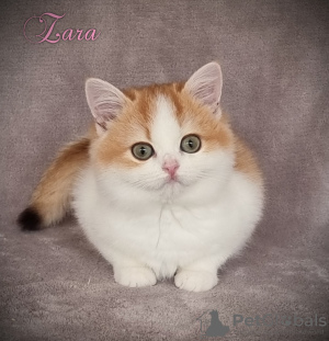 Photo №2 de l'annonce № 76890 de la vente burmilla à poil ras - acheter à Allemagne éleveur