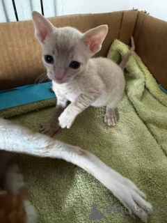 Photo №2 de l'annonce № 173127 de la vente cornish rex - acheter à Liechtenstein annonce privée, éleveur