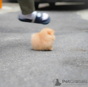 Photo №3. De jolis chiots de Poméranie prêts à être adoptés en Pologne