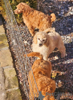 Photos supplémentaires: Chiots caniche royal