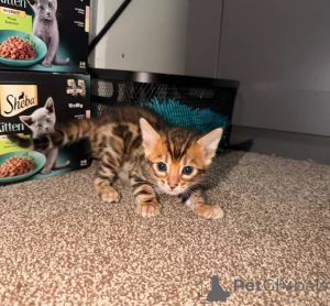 Photo №1. bengal - à vendre en ville de Lörrach | 350€ | Annonce № 177595