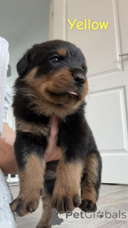 Photo №2 de l'annonce № 154066 de la vente rottweiler - acheter à Belgique annonce privée