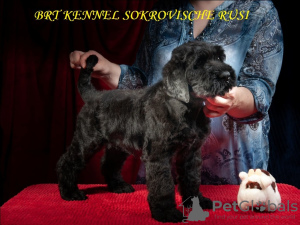 Photo №4. Je vais vendre terrier noir russe en ville de Kiev. de la fourrière, éleveur - prix - négocié