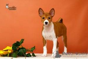 Photo №4. Je vais vendre basenji en ville de Bobruisk. de la fourrière - prix - négocié