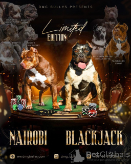 Photo №4. Je vais vendre american bully en ville de Belgrade. éleveur - prix - négocié