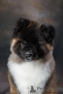 Photo №3. Chiot Akita américain (poils longs). Fédération de Russie
