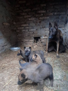 Photo №4. Je vais vendre malinois en ville de Werbass.  - prix - 300€
