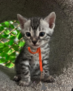 Photo №1. bengal - à vendre en ville de Kotka | 750€ | Annonce № 152945